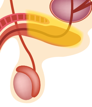 Therapie der organogen bedingten erektilen Dysfunktion